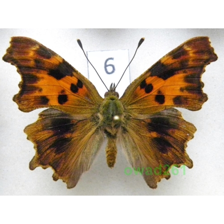 Polygonia c-album (Linnaeus, 1758) form Rusałka ceik ex. ovo Poland6